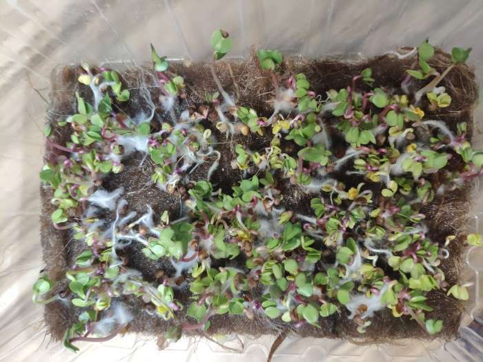 Фотография покупателя товара Коврик джутовый для выращивания микрозелени, 10 × 15 см, толщина 1 см, набор 5 шт.