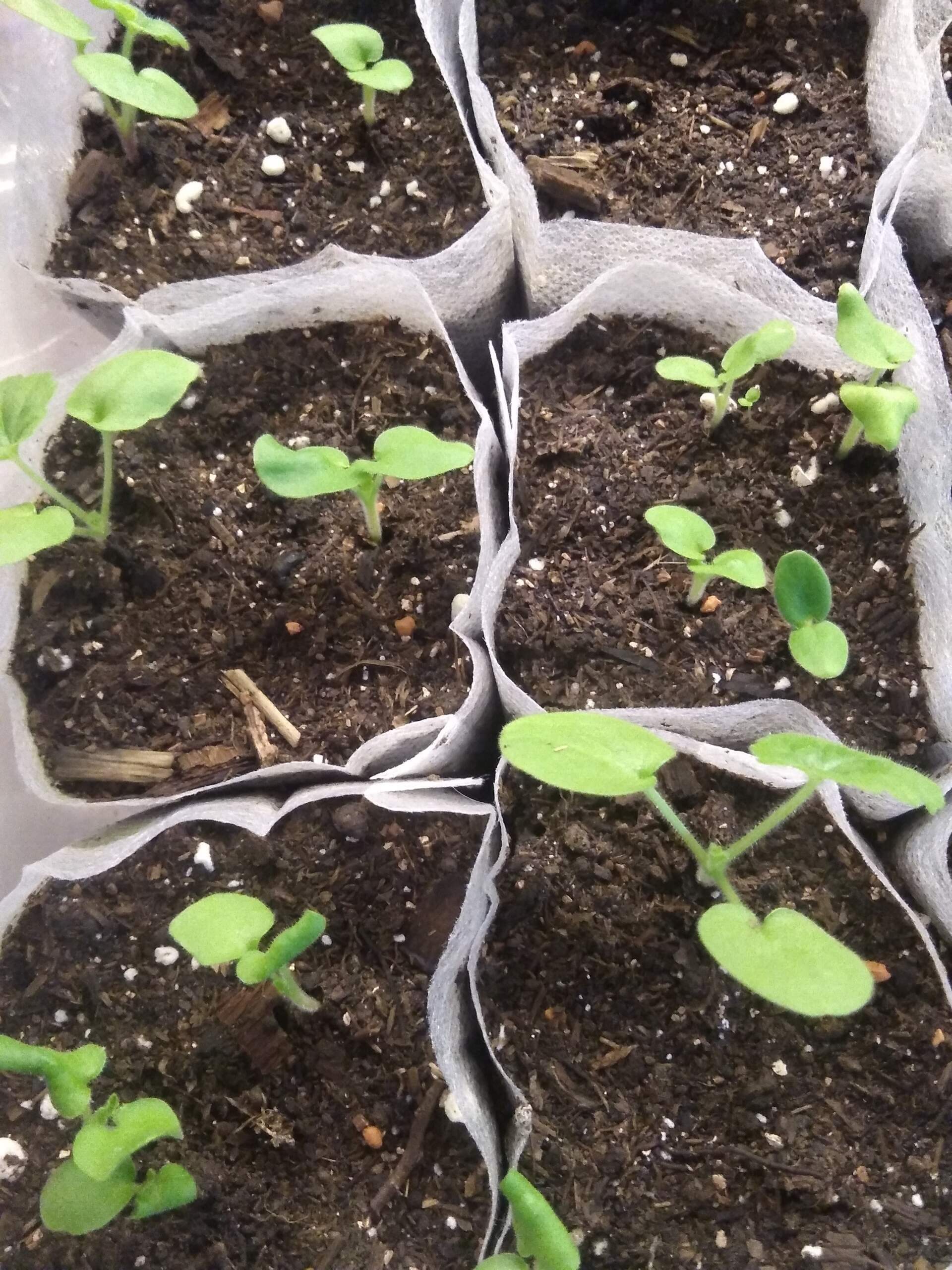 Фотография покупателя товара Семена пеларгония «Волшебница», 3 шт. - Фото 1