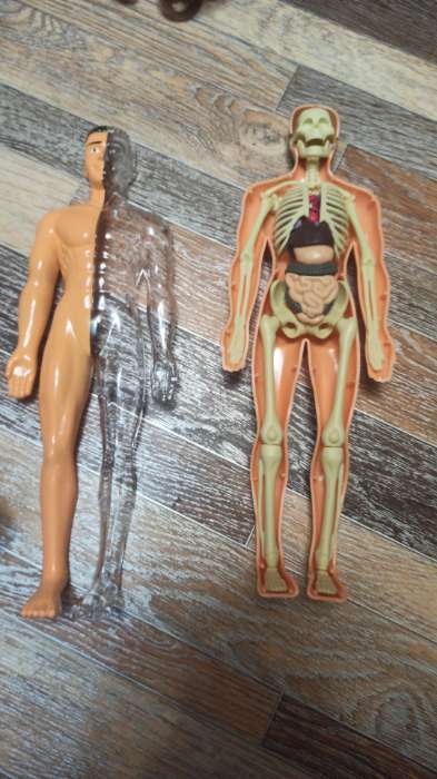 Фотография покупателя товара Набор для опытов «Строение тела», анатомия человека - Фото 2