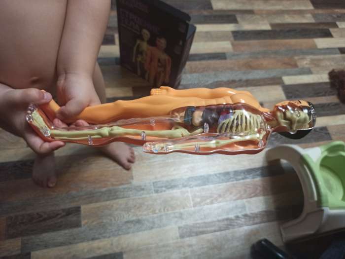 Фотография покупателя товара Набор для опытов «Строение тела», анатомия человека - Фото 1