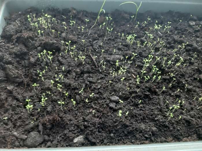 Фотография покупателя товара Семена цветов Петуния многоцветная "Музыка", ц/п, смесь, 0,1 г - Фото 1