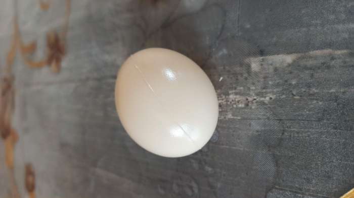 Фотография покупателя товара Яйцо искусственное подкладное, для кур, 4 × 5 см, 1 шт., коричневое - Фото 2