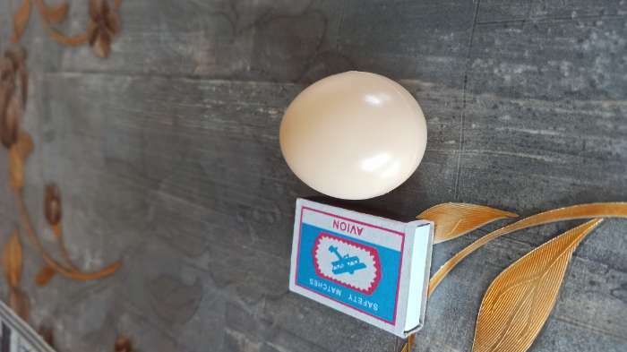 Фотография покупателя товара Яйцо искусственное подкладное, для кур, 4 × 5 см, 1 шт., коричневое - Фото 1