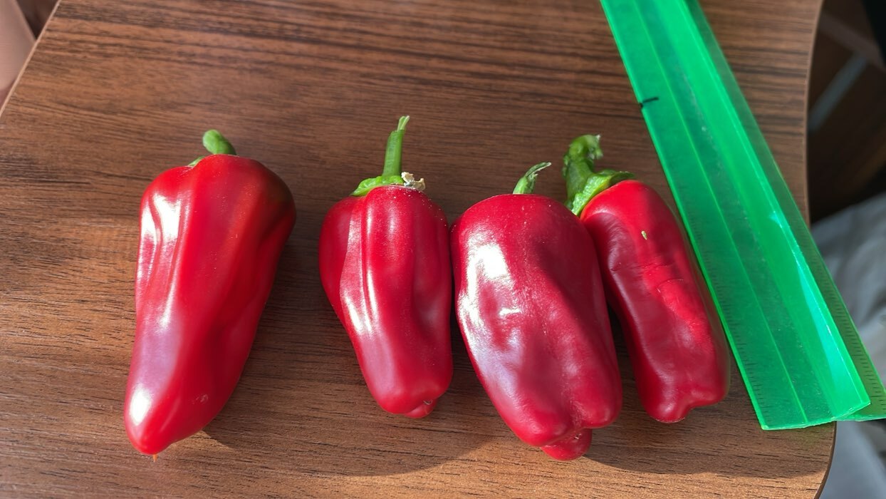 Фотография покупателя товара Семена Перец сладкий "Кузя", 5 шт - Фото 13