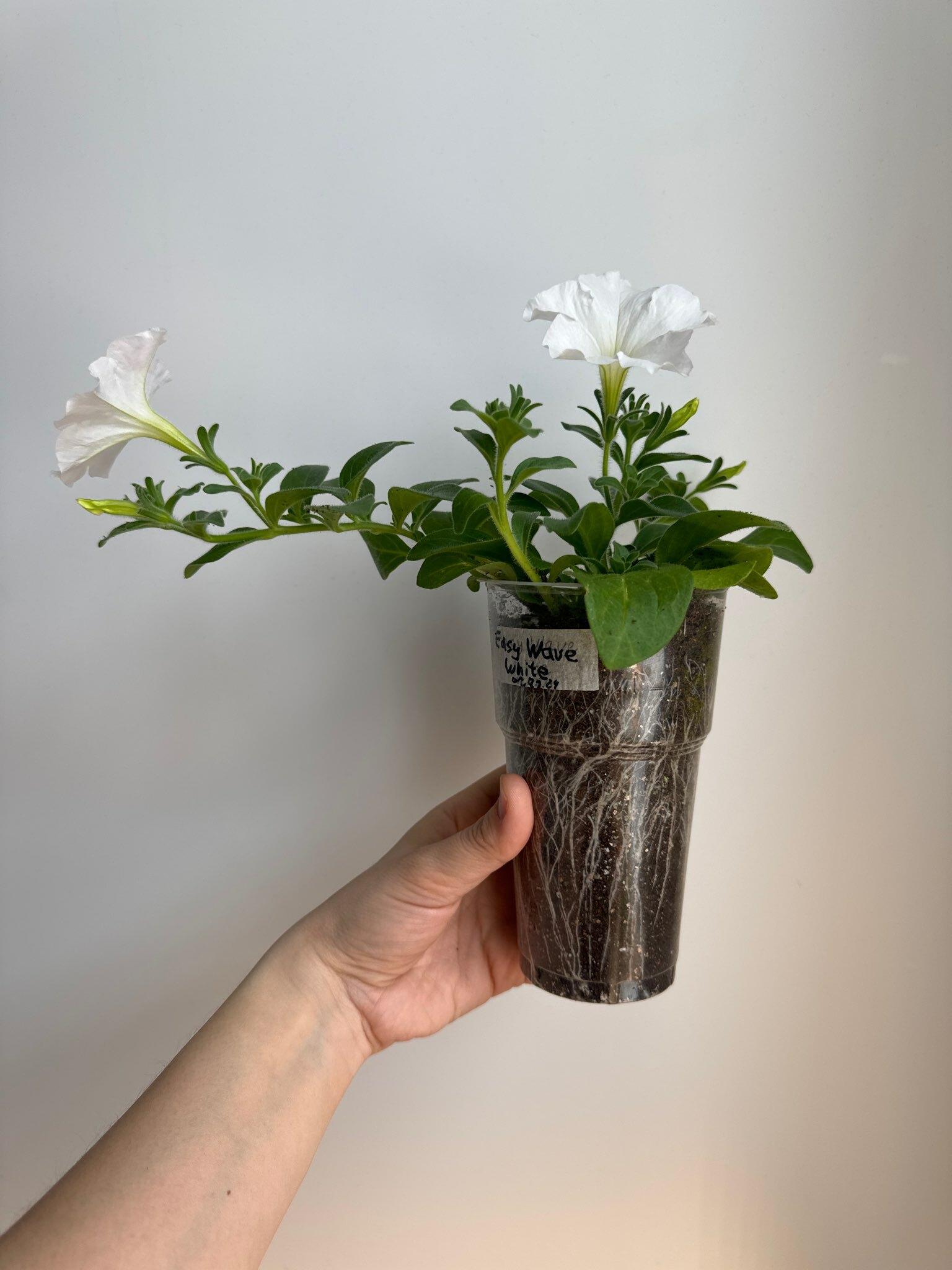 Фотография покупателя товара Семена цветов Петуния "Изи Вейв Вайт",  F1, 5 шт - Фото 1