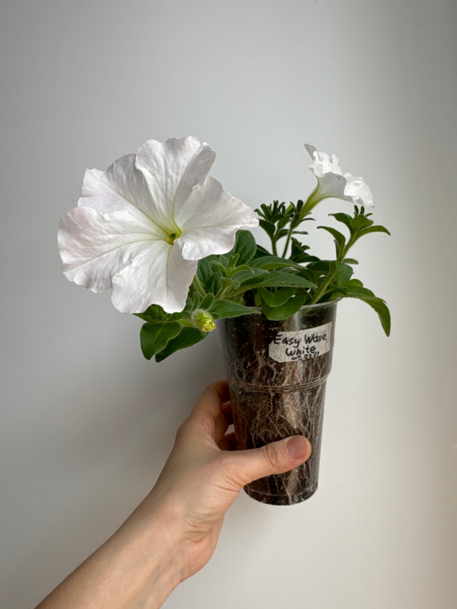 Фотография покупателя товара Семена цветов Петуния "Изи Вейв Вайт",  F1, 5 шт - Фото 2