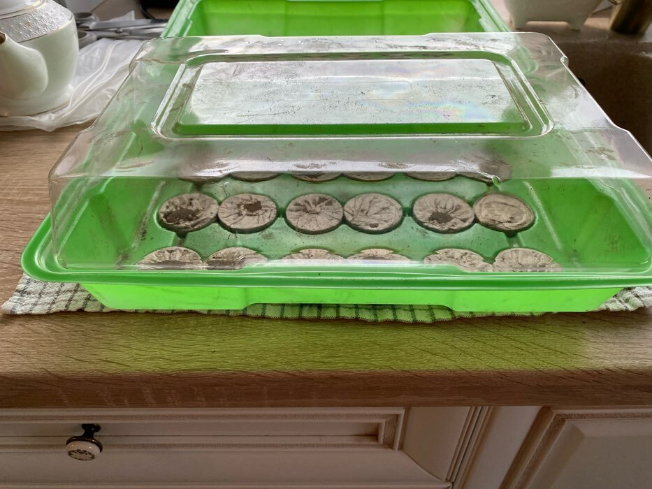 Фотография покупателя товара Мини-парник для рассады: торфяная таблетка d = 4,2 см (18 шт.), парник 36 × 25 см, зелёный