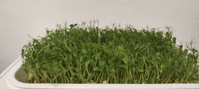 Фотография покупателя товара Семена Горох "Зеленый уголок", посевной, 1 кг - Фото 2