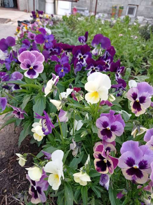 Фотография покупателя товара Семена цветов Виола "Шведские гиганты", серия "Кольчуга", Дв, 0,1 г - Фото 13