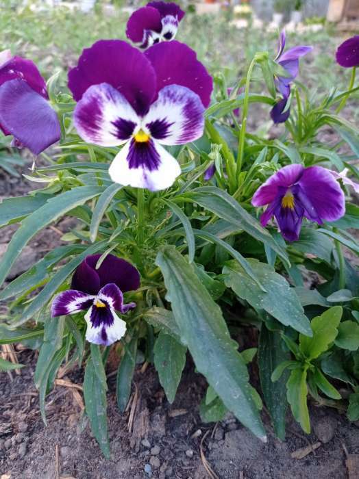 Фотография покупателя товара Семена цветов Виола "Шведские гиганты", серия "Кольчуга", Дв, 0,1 г - Фото 10