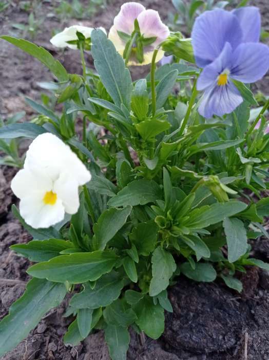 Фотография покупателя товара Семена цветов Виола "Шведские гиганты", серия "Кольчуга", Дв, 0,1 г - Фото 14