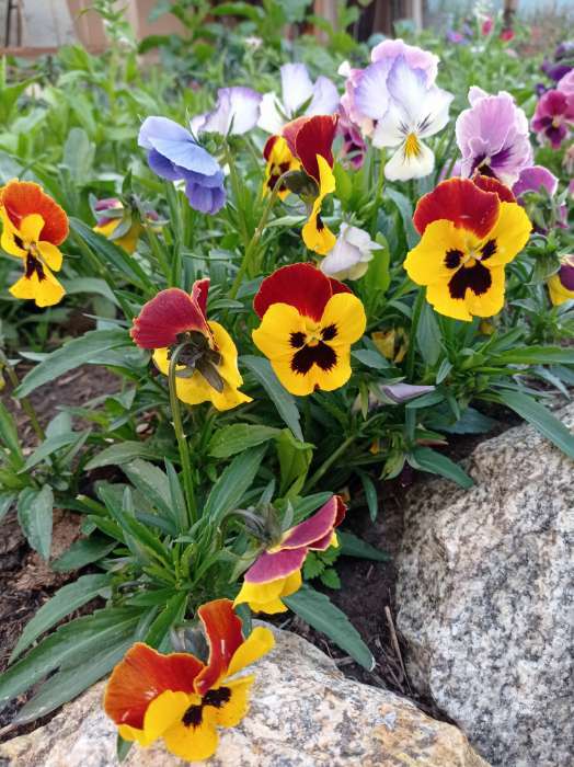 Фотография покупателя товара Семена цветов Виола "Шведские гиганты", серия "Кольчуга", Дв, 0,1 г - Фото 11