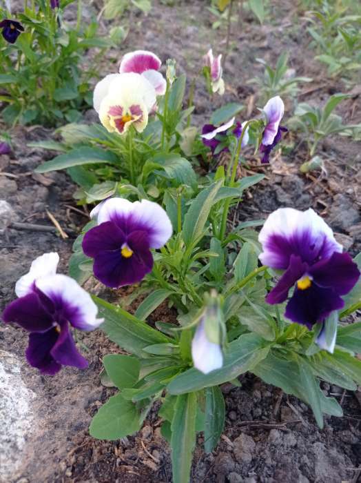 Фотография покупателя товара Семена цветов Виола "Шведские гиганты", серия "Кольчуга", Дв, 0,1 г - Фото 12