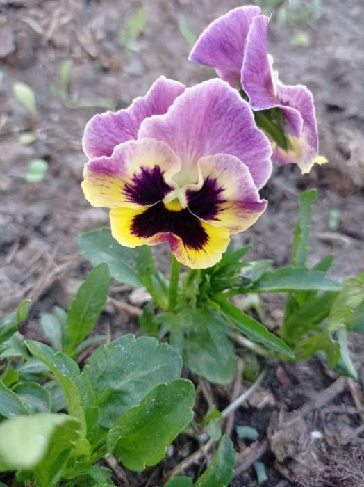 Фотография покупателя товара Семена цветов Виола "Шведские гиганты", серия "Кольчуга", Дв, 0,1 г - Фото 7