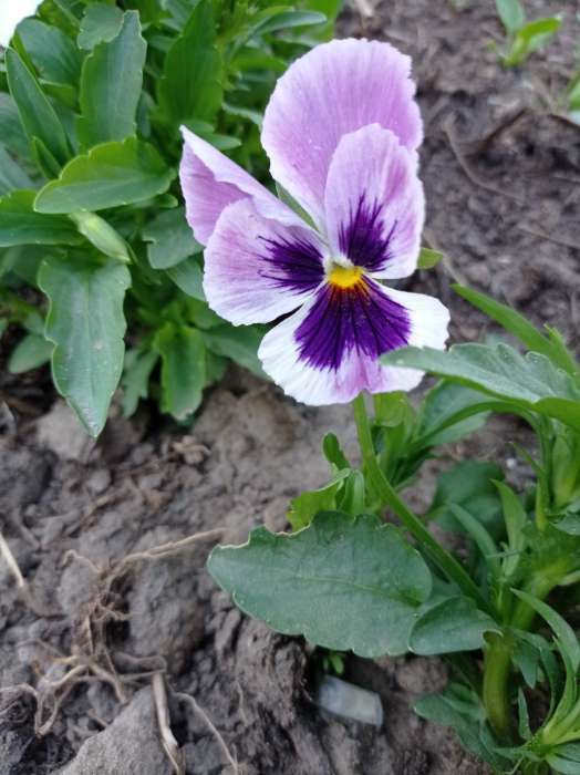 Фотография покупателя товара Семена цветов Виола "Шведские гиганты", серия "Кольчуга", Дв, 0,1 г - Фото 8