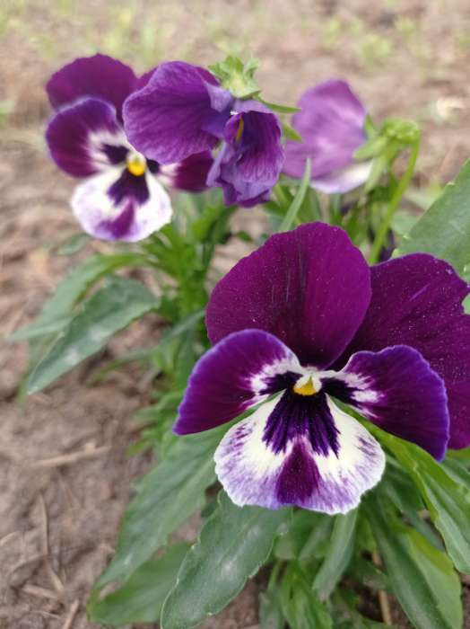 Фотография покупателя товара Семена цветов Виола "Шведские гиганты", серия "Кольчуга", Дв, 0,1 г - Фото 9