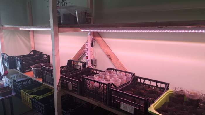 Фотография покупателя товара Фитосветильник светодиодный, 35 Вт, 1300 мм, полный спектр, бело-красный свет