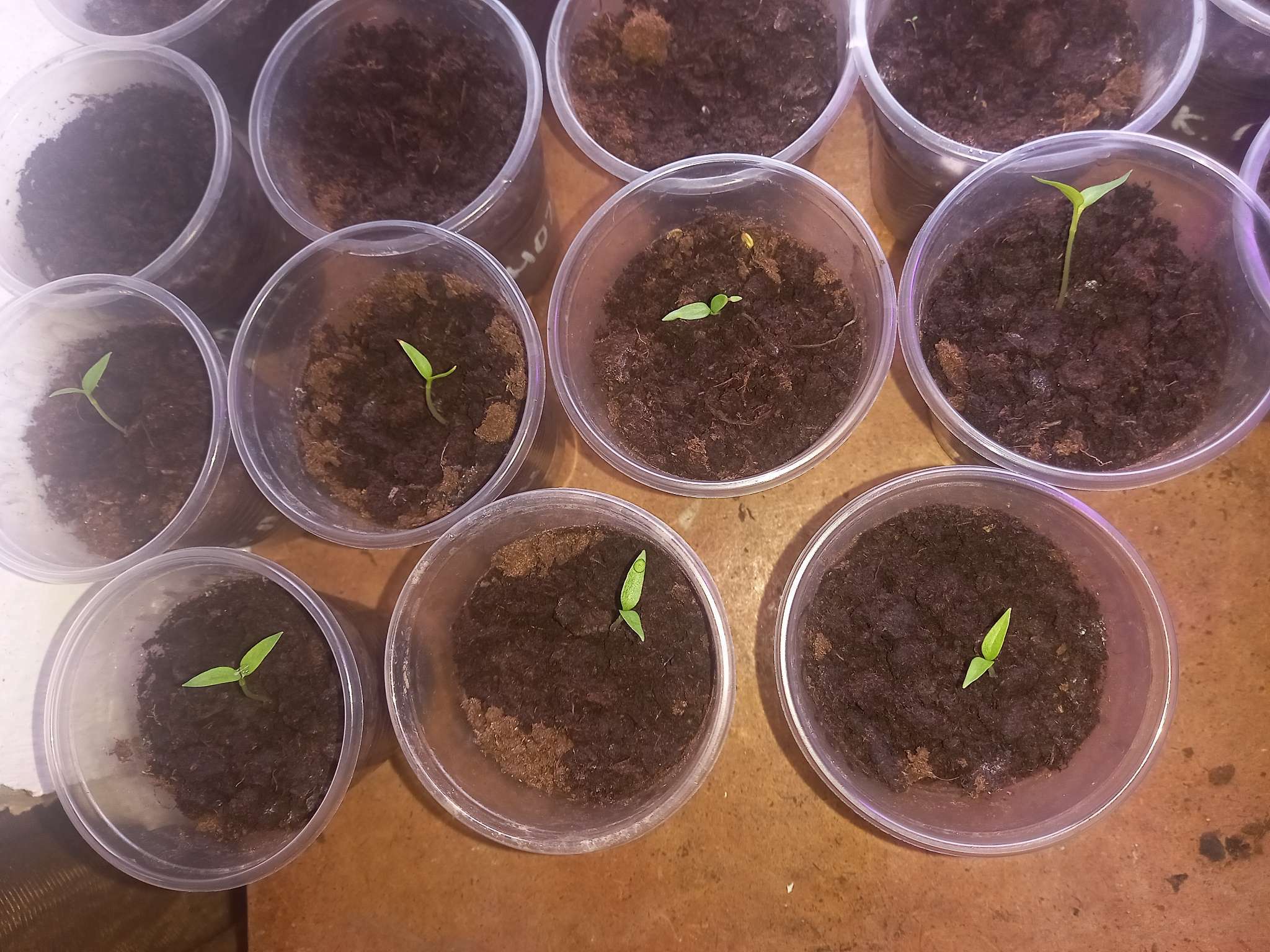 Фотография покупателя товара Семена Перец сладкий "Апельсин красный" F1, 10 шт - Фото 1