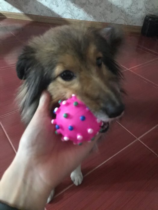 Фотография покупателя товара Игрушка пищащая "Бактерия" для собак, 6,3 см, микс - Фото 2