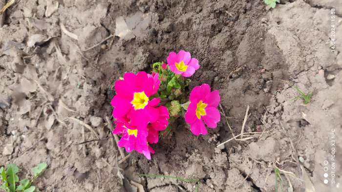 Фотография покупателя товара Семена цветов Примула "Эрфуртские великаны", ц/п, серия Устойчив к заморозкам, 20 шт - Фото 5
