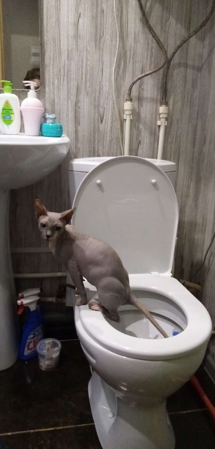 Фотография покупателя товара Туалет для приучения кошек к унитазу 39,2 х 38,7 х 3 см, фиолетовый - Фото 20