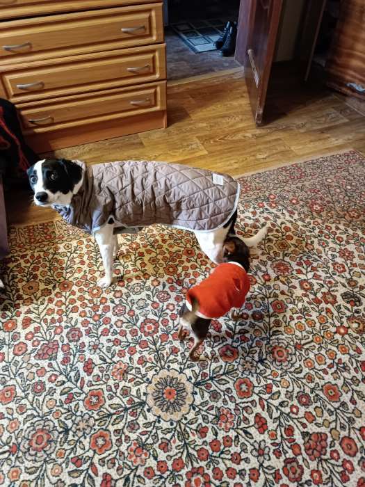 Фотография покупателя товара Жилет теплый для собак "Стежка", размер 37 (ДС 37, ОГ 55, ОШ 37 см),  коричневый - Фото 3