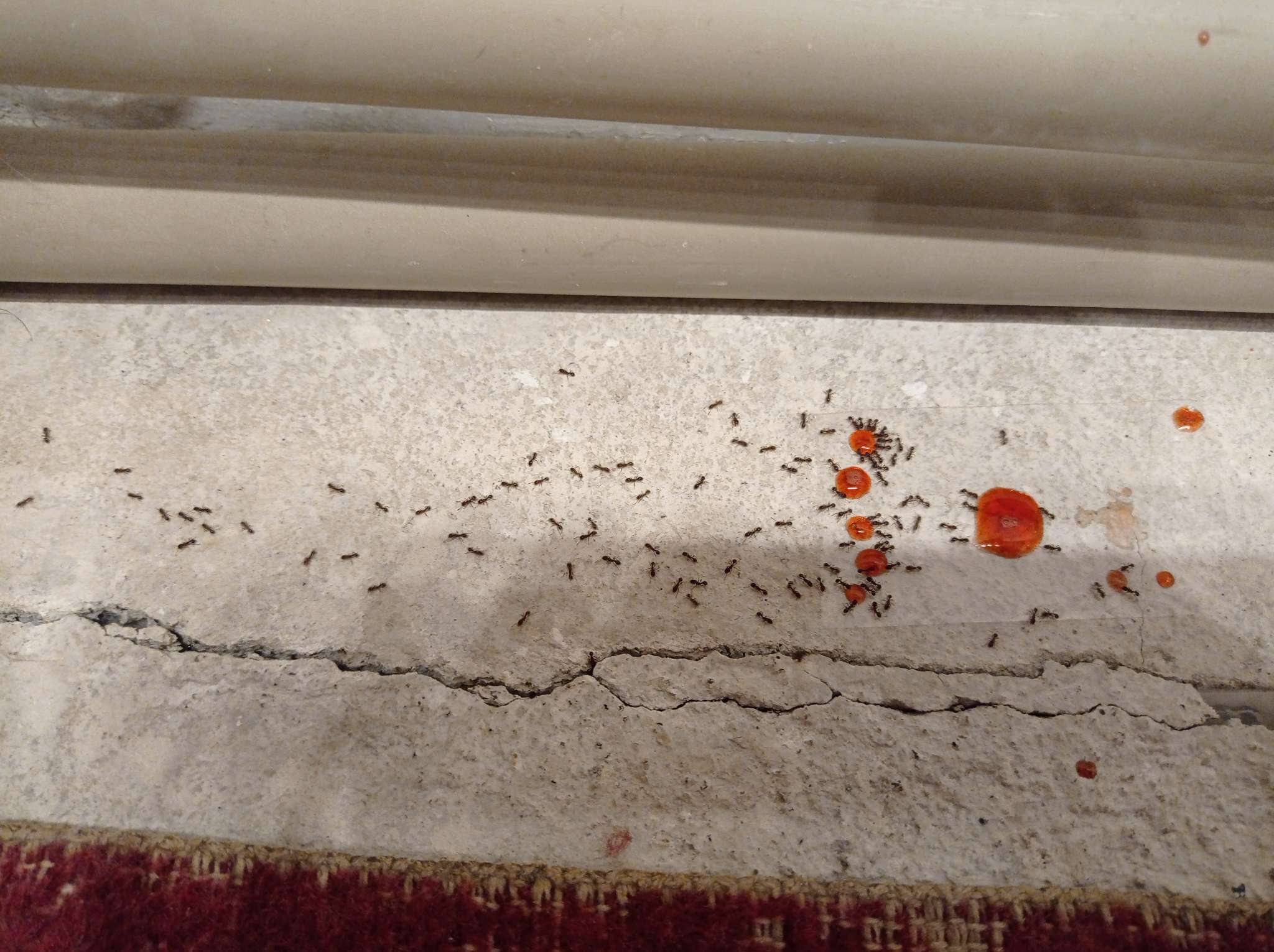 Фотография покупателя товара Средство от муравьев "Мурацид", ампула, 1 мл - Фото 1