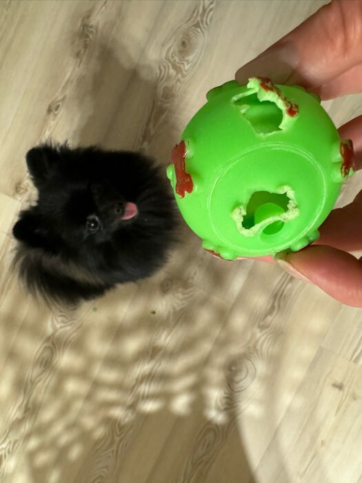 Фотография покупателя товара Игрушка пищащая "Мяч Косточки" для собак, 5,5 см, зеленая - Фото 1