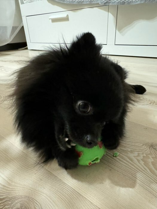 Фотография покупателя товара Игрушка пищащая "Мяч Косточки" для собак, 5,5 см, зеленая - Фото 2