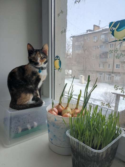 Фотография покупателя товара Семена Трава для кошек 20 г - Фото 1
