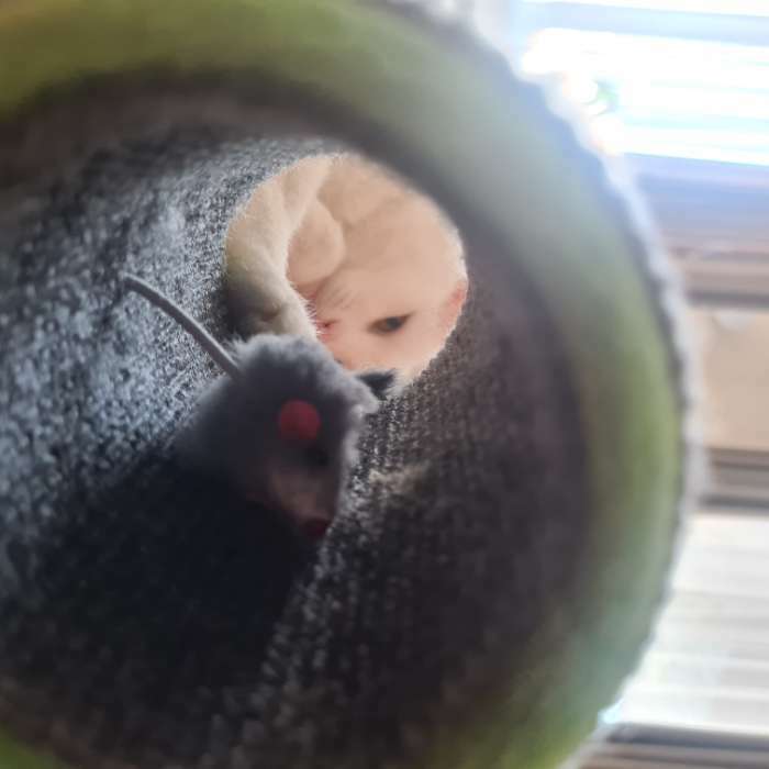 Фотография покупателя товара Игрушка-когтеточка "Кошки-мышки", ковролин, 16 х 9 см,  микс цветов