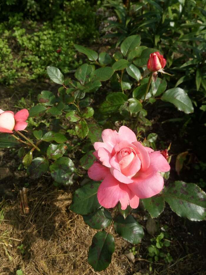 Фотография покупателя товара Саженец розы Боника, Весна 2023, 1 шт.
