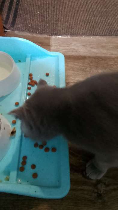 Фотография покупателя товара Сухой корм Chammy для кошек, говядина, 350 г - Фото 1