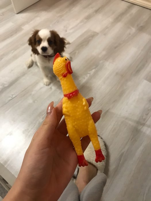 Фотография покупателя товара Игрушка пищащая "Задумчивая курица" малая для собак, 16,5 см, ярко-синяя - Фото 11