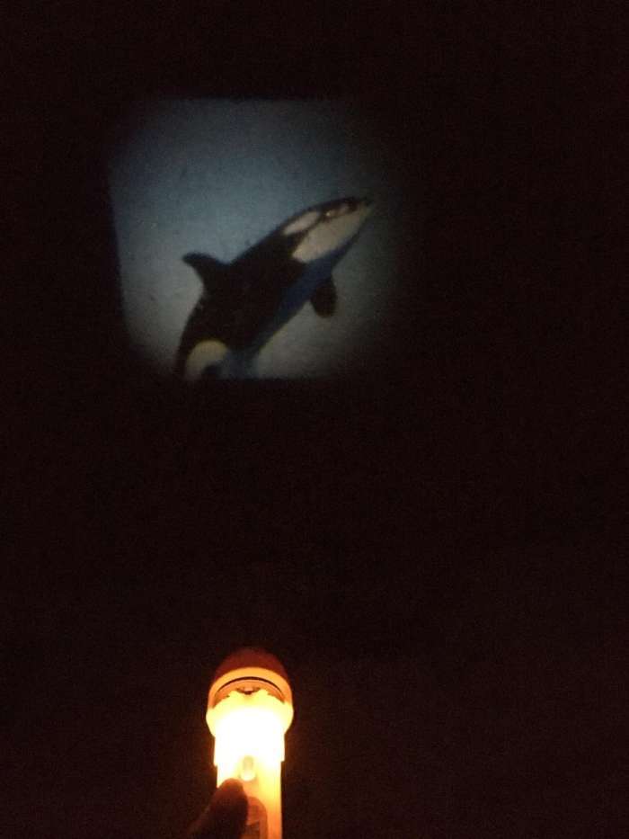 Фотография покупателя товара Проектор-фонарик «Тайны океана», свет - Фото 6