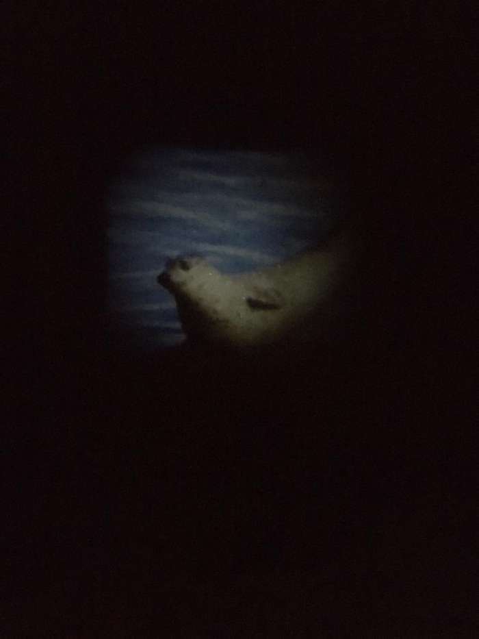 Фотография покупателя товара Проектор-фонарик «Тайны океана», свет