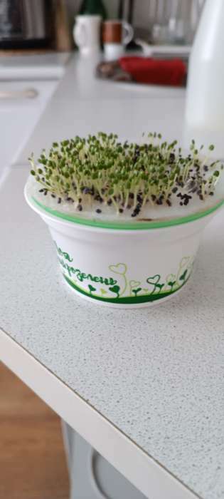 Фотография покупателя товара Набор для выращивания «Моя микрозелень», рукола - Фото 3