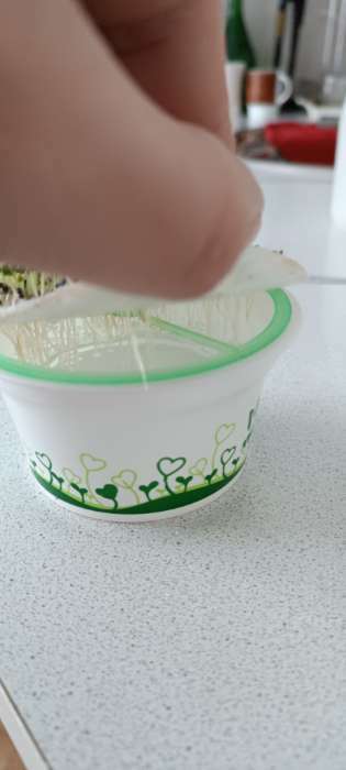 Фотография покупателя товара Набор для выращивания «Моя микрозелень», рукола - Фото 4