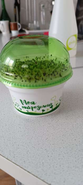 Фотография покупателя товара Набор для выращивания «Моя микрозелень», рукола - Фото 2