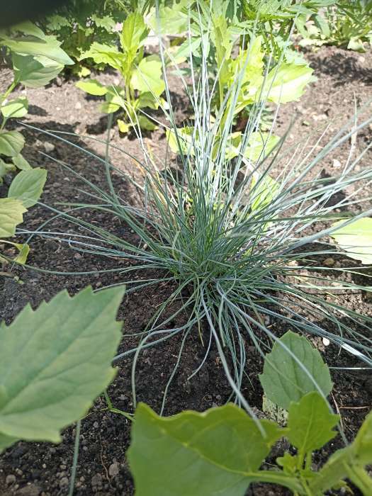 Фотография покупателя товара Семена Овсяница сизая «Лазурит», 5 шт., многолетник, «Аэлита» - Фото 2