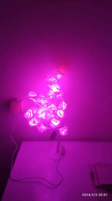 Фотография покупателя товара Светодиодный куст «Розы розовые» 45 см, 24 LED, постоянное свечение, 220 В, свечение тёплое белое - Фото 3