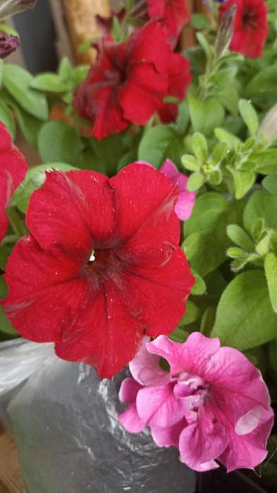 Фотография покупателя товара Семена цветов Петуния "Е3 Изи Вейв Ред F1", 5 шт - Фото 1