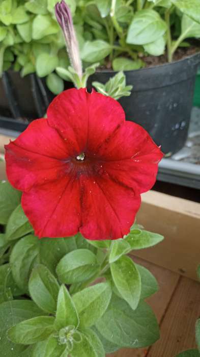 Фотография покупателя товара Семена цветов Петуния "Е3 Изи Вейв Ред F1", 5 шт - Фото 2