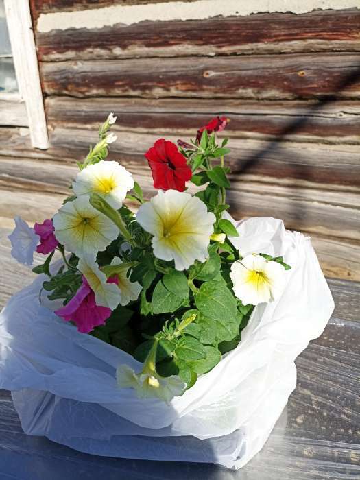 Фотография покупателя товара Семена цветов Петуния "Е3 Изи Вейв Ред F1", 5 шт - Фото 3