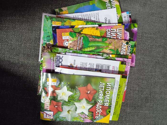 Фотография покупателя товара Семена цветов Циния "Лилипут" смесь, 0,3 г - Фото 7