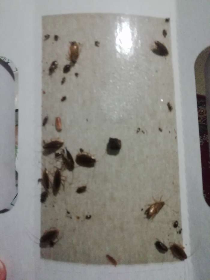 Фотография покупателя товара Ловушка-домик от тараканов Клеелов, 1 шт - Фото 1