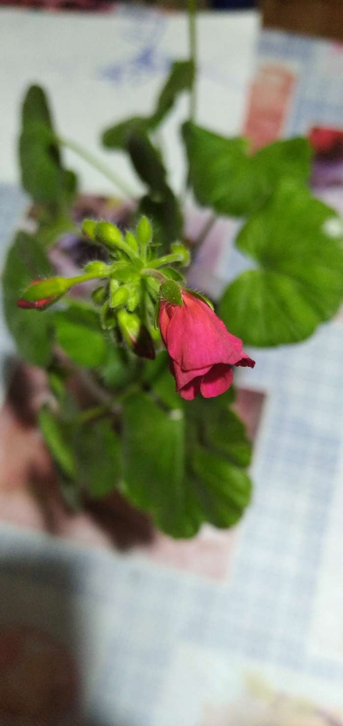 Фотография покупателя товара Семена комнатных цветов Пеларгония "Виолет", 4 шт.