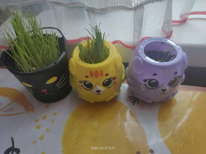 Фотография покупателя товара Набор для опытов «Котики. Выращиваем травку», жёлтый горшочек - Фото 9