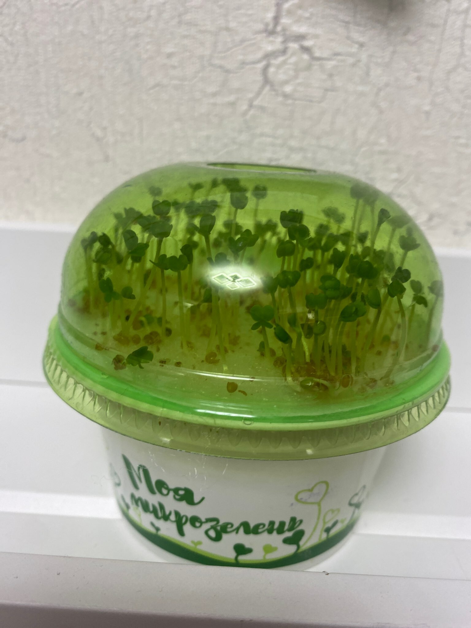 Фотография покупателя товара Набор для выращивания «Моя микрозелень», рукола - Фото 1