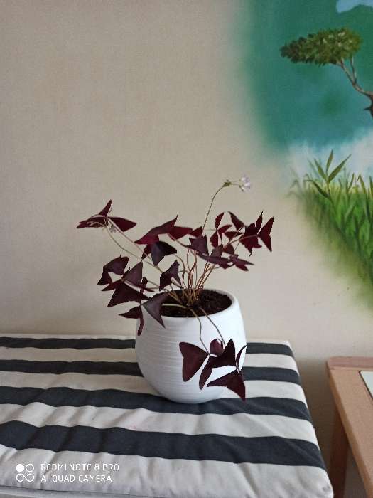 Фотография покупателя товара Горшок для цветов Петропласт «Япония», 1,2 л, цвет тёмно-коричневый - Фото 1